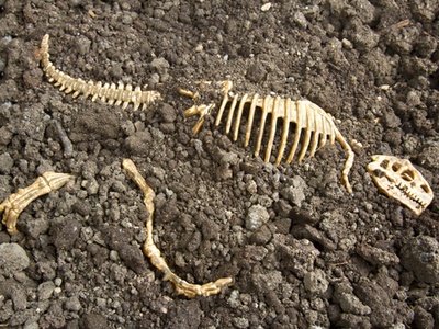 remains of a T-Rex bones in the ground